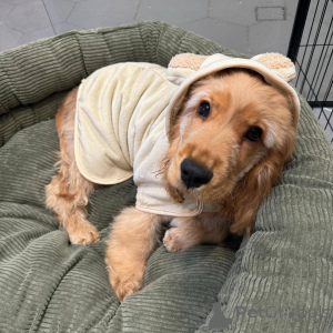 Foto №1. english cocker spaniel - zum Verkauf in der Stadt Limburg | verhandelt | Ankündigung № 165206