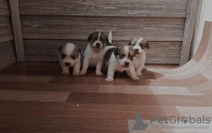 Foto №2 zu Ankündigung № 11158 zu verkaufen jack russell terrier - einkaufen Weißrussland züchter