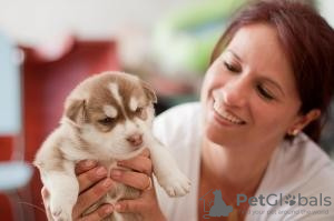 Foto №1. siberian husky - zum Verkauf in der Stadt Schluchsee | 250€ | Ankündigung № 119041