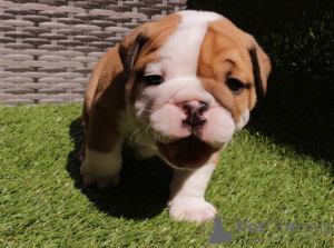 Foto №1. englische bulldogge - zum Verkauf in der Stadt Varna | 300€ | Ankündigung № 53856