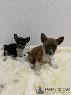 Foto №3. Basenji puppies cheap. Serbien