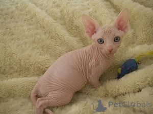Foto №1. sphynx-katze - zum Verkauf in der Stadt Hannover | 250€ | Ankündigung № 156672