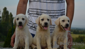 Foto №3. Labrador Retriever. Serbien