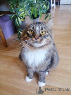 Foto №4. Ich werde verkaufen  in der Stadt Minsk. quotient 	ankündigung - preis - Frei