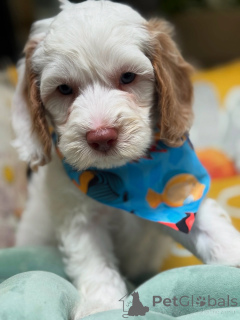 Foto №2 zu Ankündigung № 156279 zu verkaufen labradoodle - einkaufen Luxemburg quotient 	ankündigung