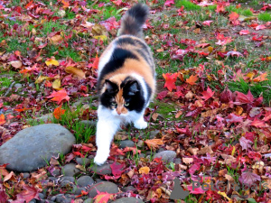 Foto №1. maine-coon-katze - zum Verkauf in der Stadt North | verhandelt | Ankündigung № 139214