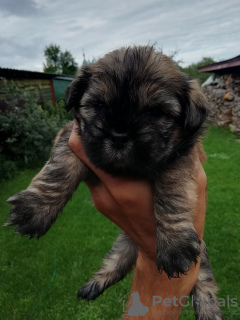 Foto №4. Ich werde verkaufen shih tzu in der Stadt Tallinn. quotient 	ankündigung, vom kindergarten, züchter - preis - 450€