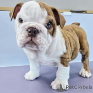 Foto №2 zu Ankündigung № 157800 zu verkaufen englische bulldogge - einkaufen Deutschland aus dem tierheim, züchter