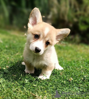 Foto №2 zu Ankündigung № 105146 zu verkaufen welsh corgi - einkaufen Serbien züchter