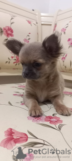 Foto №3. Verkaufe drei Chihuahua-Jungen mit offiziellen Papieren und geimpft. Türkei