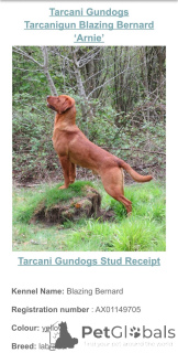 Foto №2 zu Ankündigung № 166833 zu verkaufen labrador retriever - einkaufen Großbritannien züchter