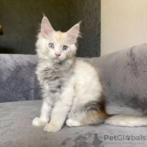 Foto №2 zu Ankündigung № 132065 zu verkaufen maine-coon-katze - einkaufen Katar züchter
