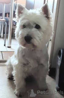 Foto №2 zu Ankündigung № 78212 zu verkaufen west highland white terrier - einkaufen Lettland quotient 	ankündigung