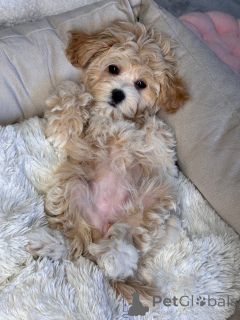 Foto №1. maltipu - zum Verkauf in der Stadt Ilili | verhandelt | Ankündigung № 146117