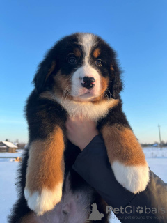 Foto №3. Berner Sennenhund-Welpen. Weißrussland