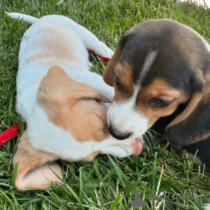 Foto №1. beagle - zum Verkauf in der Stadt Bern | verhandelt | Ankündigung № 123419