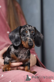 Foto №2 zu Ankündigung № 138806 zu verkaufen mischlingshund - einkaufen Großbritannien züchter