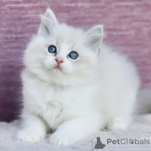 Foto №1. ragdoll-katze - zum Verkauf in der Stadt Dietzenbach | 350€ | Ankündigung № 177581