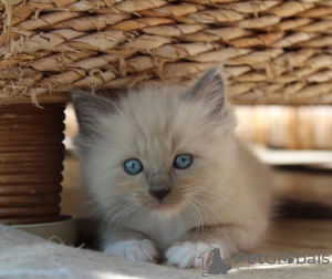 Foto №1. ragdoll-katze - zum Verkauf in der Stadt Hawaiian Paradise Park | 331€ | Ankündigung № 114992