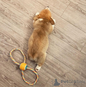 Foto №3. Männlicher Pembroke Welsh Corgi Welpe. Deutschland