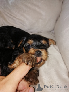 Foto №2 zu Ankündigung № 139535 zu verkaufen biewer terrier, yorkshire terrier - einkaufen Estland quotient 	ankündigung, züchter