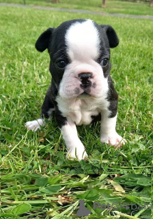 Foto №3. Entzückende Boston Terrier-Welpen zur kostenlosen Adoption. Deutschland