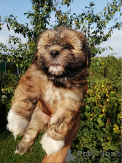 Foto №1. shih tzu - zum Verkauf in der Stadt Tallinn | 450€ | Ankündigung № 71256