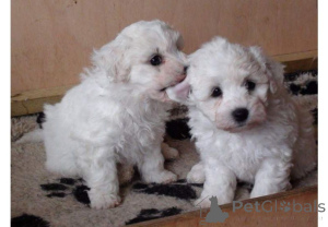 Foto №1. bichon frisé - zum Verkauf in der Stadt Augustdorf | 450€ | Ankündigung № 169417