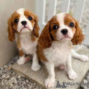 Foto №1. cavalier king charles spaniel - zum Verkauf in der Stadt Lisbon | 237€ | Ankündigung № 117804