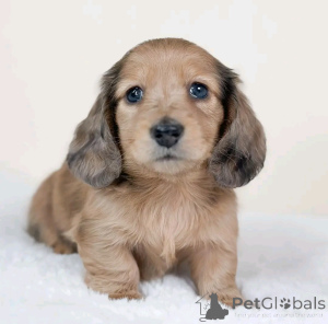 Foto №1. dackel - zum Verkauf in der Stadt Berlin | 500€ | Ankündigung № 137583