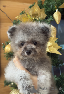 Foto №1. pudel (zwerg) - zum Verkauf in der Stadt Krasnodar | 1833€ | Ankündigung № 155084