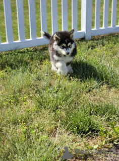 Foto №3. Ein Bündel voller Freude, Alaskan Malamute-Welpen, die bereit sind, den Jungen. USA