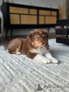 Foto №2 zu Ankündigung № 167037 zu verkaufen australian shepherd - einkaufen Niederlande züchter