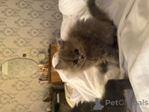 Foto №3. Kätzchen. Georgien