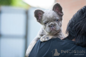 Foto №2 zu Ankündigung № 143403 zu verkaufen  - einkaufen Georgien quotient 	ankündigung