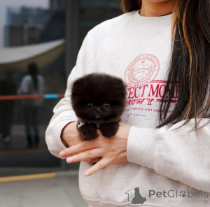 Foto №1. pommersche spitz - zum Verkauf in der Stadt Los Angeles | 425€ | Ankündigung № 135546