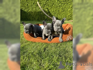 Foto №1. französische bulldogge - zum Verkauf in der Stadt Berlin | 600€ | Ankündigung № 136639