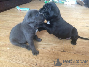 Foto №1. cane corso italiano - zum Verkauf in der Stadt Berlin | Frei | Ankündigung № 127156