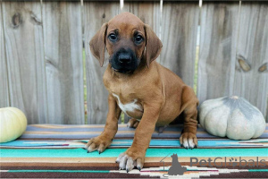 Foto №1. rhodesian ridgeback - zum Verkauf in der Stadt Bergkamen | 350€ | Ankündigung № 171454