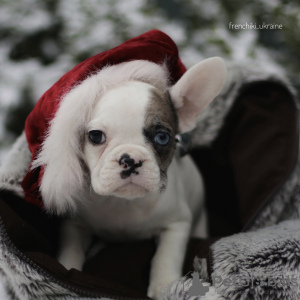 Foto №2 zu Ankündigung № 32305 zu verkaufen französische bulldogge - einkaufen Niederlande quotient 	ankündigung