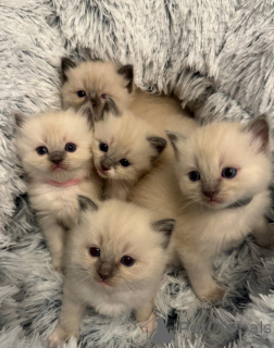 Foto №1.  - zum Verkauf in der Stadt Paris | verhandelt | Ankündigung № 135365