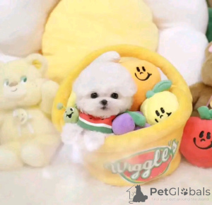 Foto №3. Lernen Sie meinen entzückenden 14 Wochen alten Zwergspitz-Welpen kennen! Er. Kanada