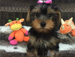 Foto №1. yorkshire terrier - zum Verkauf in der Stadt Штутгарт | 340€ | Ankündigung № 123908