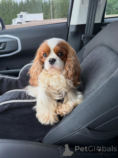 Foto №4. Ich werde verkaufen cavalier king charles spaniel in der Stadt Helsinki. quotient 	ankündigung - preis - 600€
