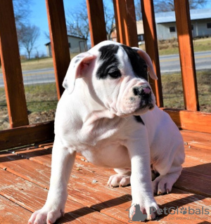 Foto №1. american bulldog - zum Verkauf in der Stadt Indianapolis | 615€ | Ankündigung № 50490