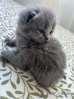 Foto №3. Britische Katze. Irland