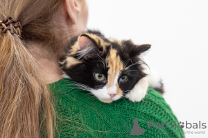 Zusätzliche Fotos: Tricolor Katze Zhadi in guten Händen