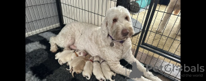 Foto №3. AJ Wunderschöne Mini-Goldendoodles jetzt fertig!. USA