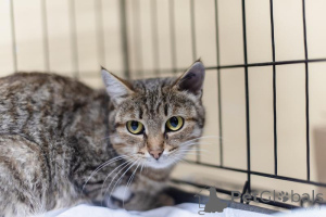 Foto №1.  - zum Verkauf in der Stadt Chimki | Frei | Ankündigung № 159112