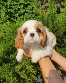 Foto №2 zu Ankündigung № 64614 zu verkaufen cavalier king charles spaniel - einkaufen Russische Föderation vom kindergarten, züchter